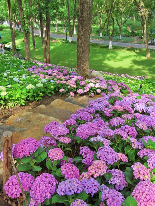 5月13日实拍｜中山植物园绣球花山上线啦