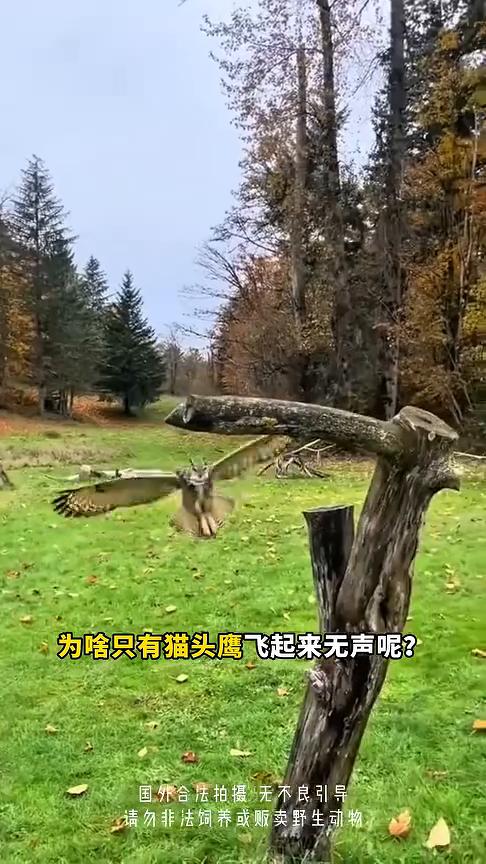 猫头鹰抓老鼠，老鼠为什么不跑？
有人说猫头鹰能当猛禽，靠的不是猎杀田鼠的能力强，