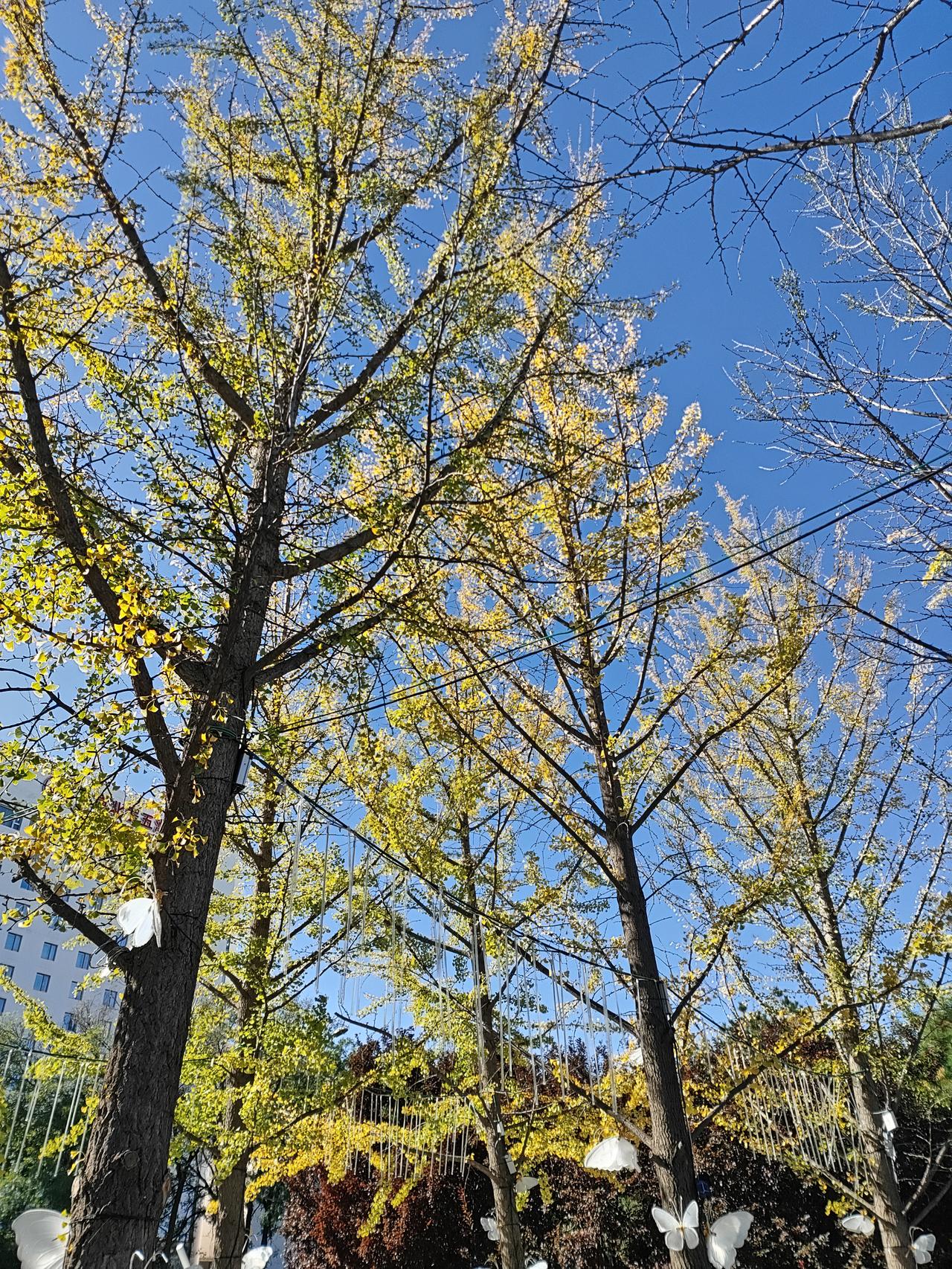 银杏叶开始黄了
也可以说是金灿灿的

看北京的银杏有三处
一是地坛的红墙灰瓦满地