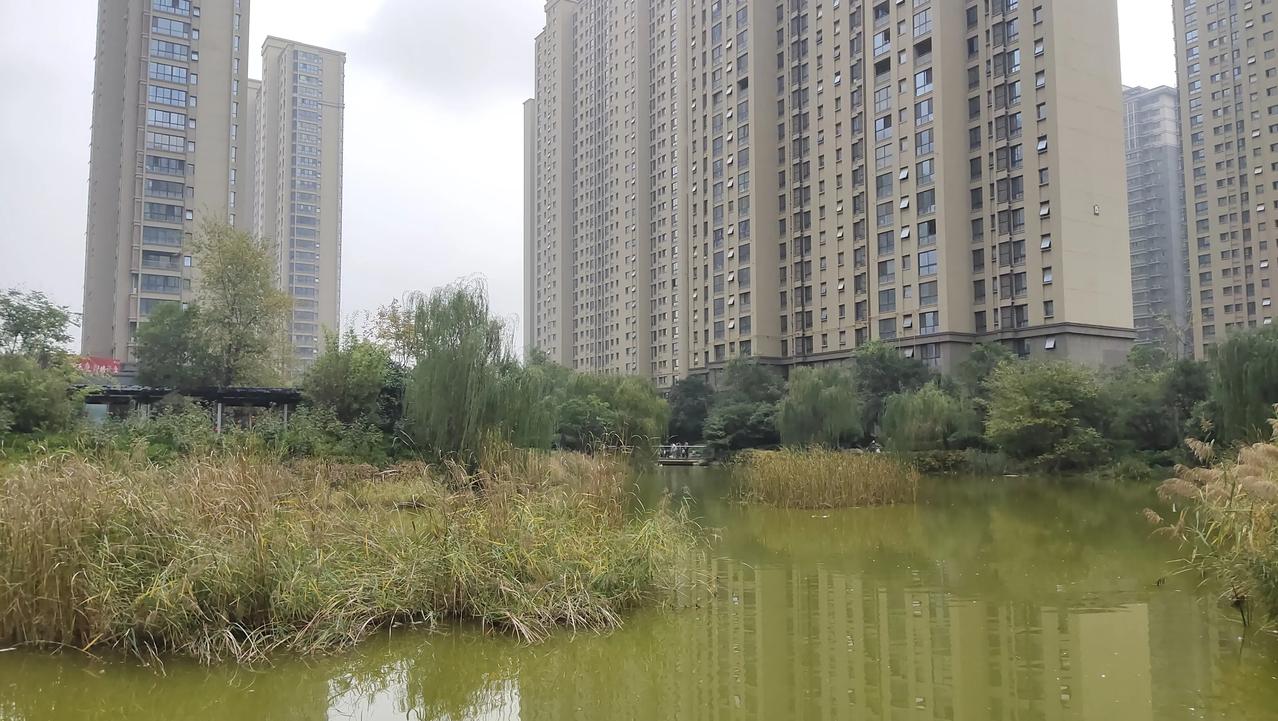 最近西安连续降雨，小区湖水满满，湖中羽子也被水压迫地直不起腰来。最近几年，西北越