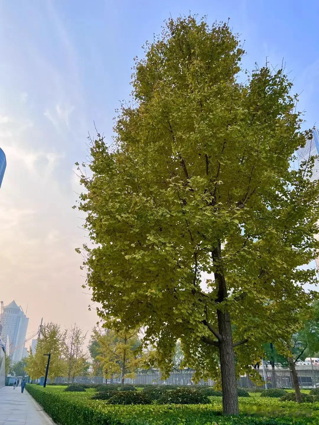 
天气变得真快，三天前树上还有树叶，三天后就刮没了[大笑]