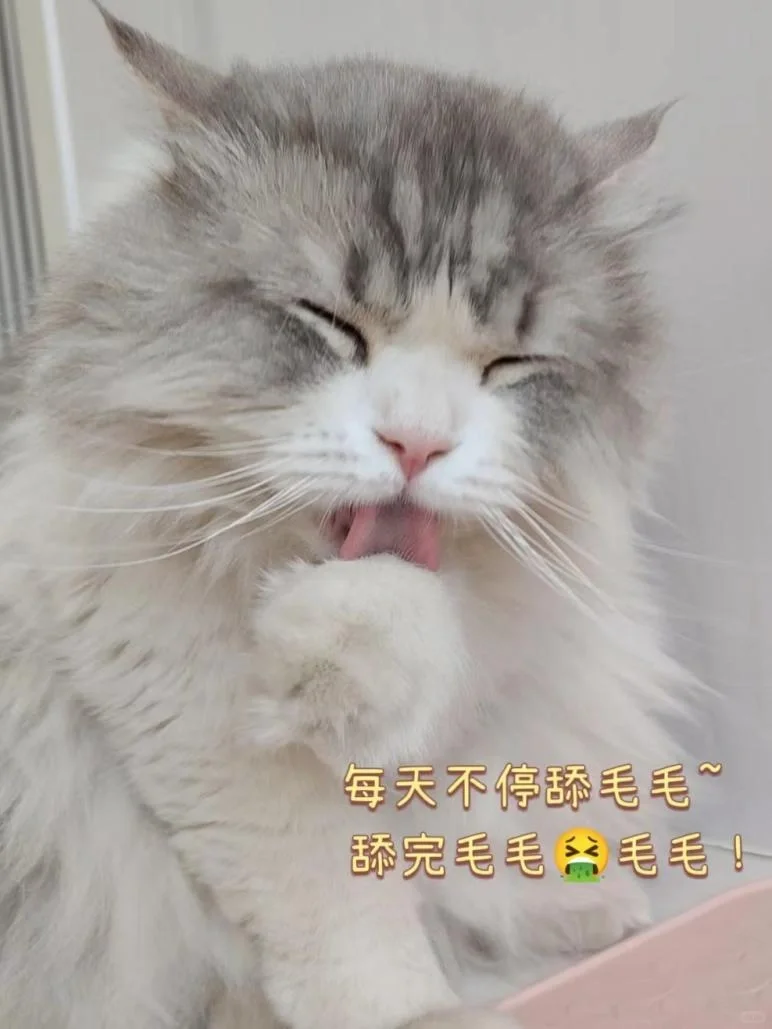 反复吐毛后｜小猫状态终于恢复了！！