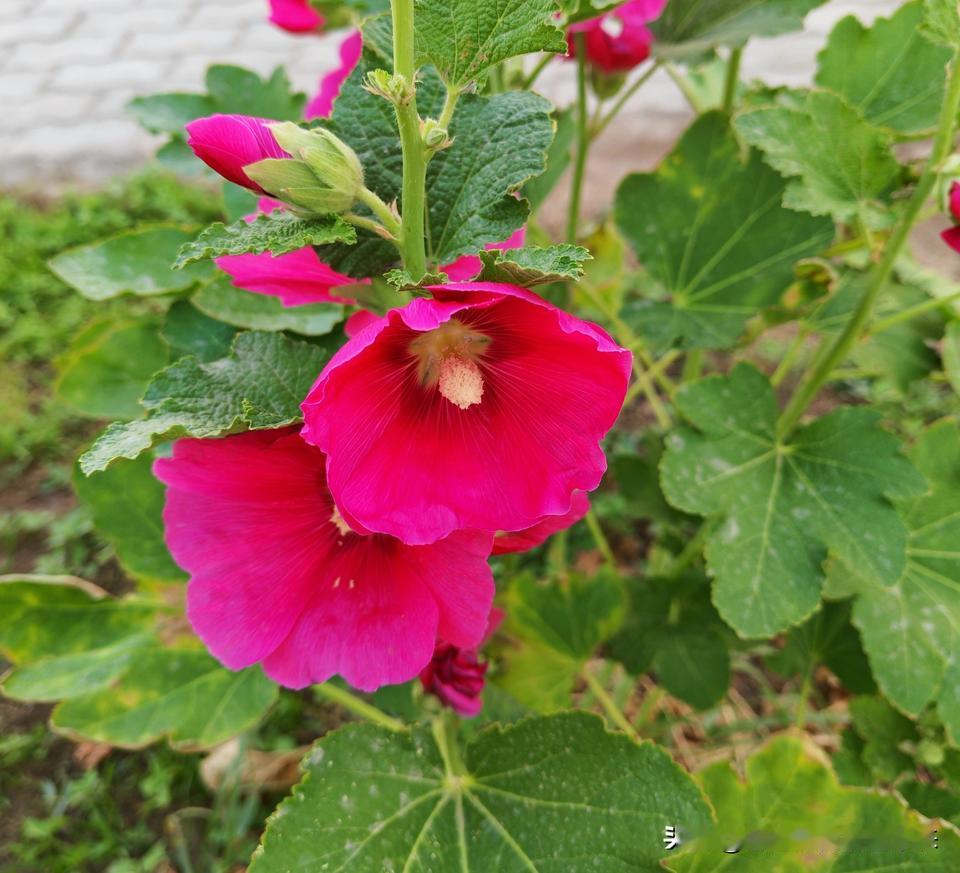真心话茶局小花
