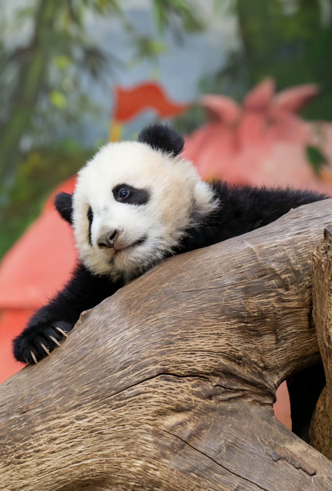 妹猪小朋友长大了，有心事了～🐼 