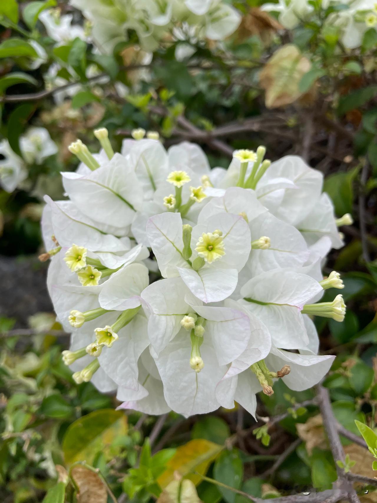 走进东莞植物园，本是寻常的午后漫步，却在不经意间被一处景致吸引。一座采药小女孩的