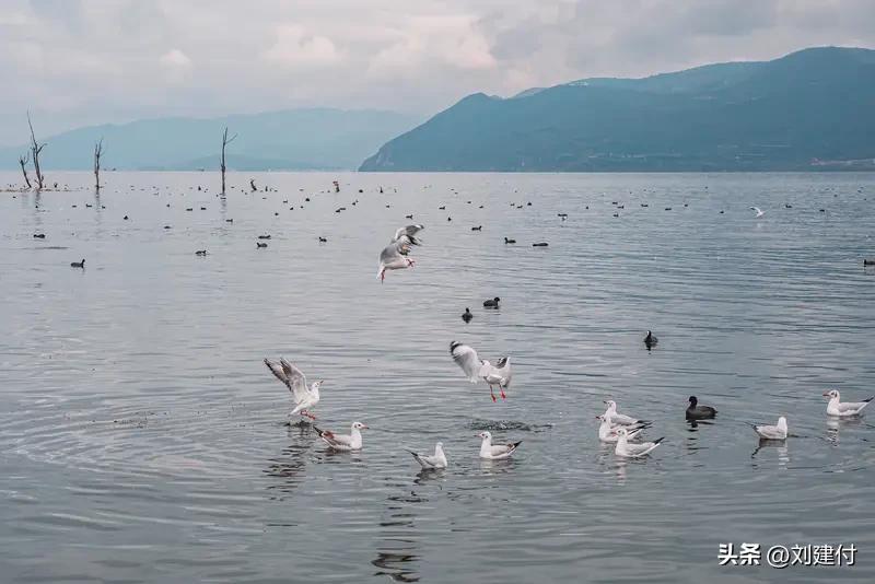 今年春天最想实现的心愿 今年春天最想实现的心愿
今年春天，我最想做的事，是去云南