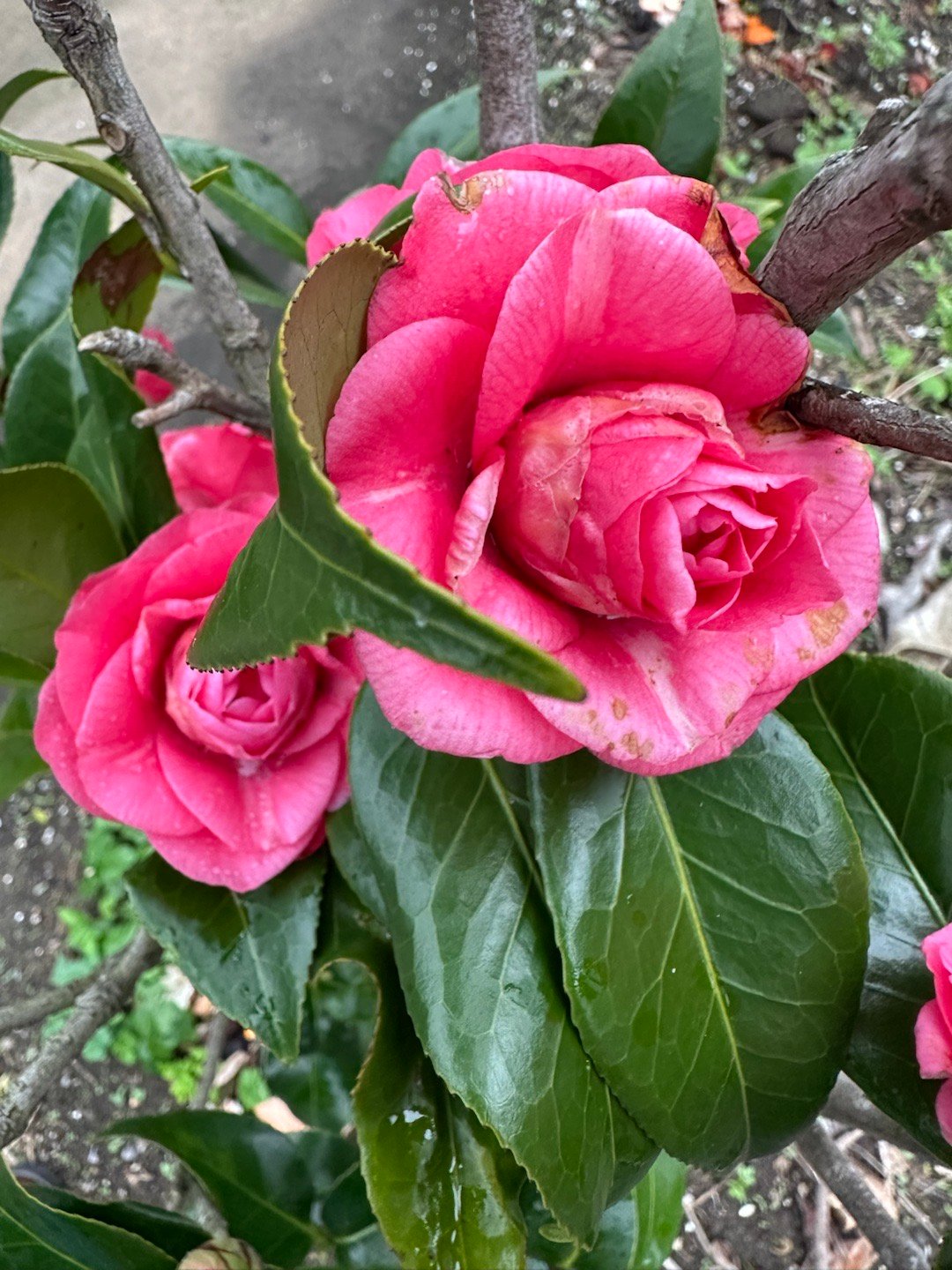 早安  早安美好的一天开始感谢意味着心灵丰富。知道感谢的人是充满喜悦的，幸福的。