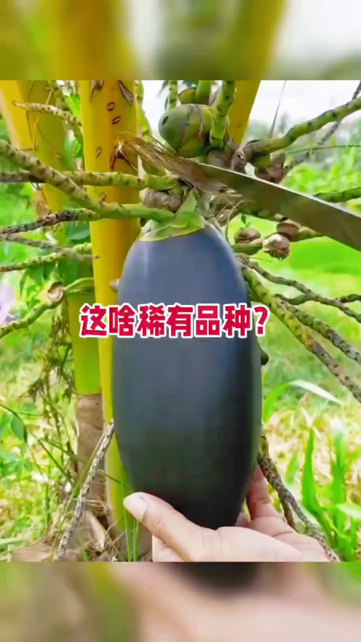 这啥稀有品种？