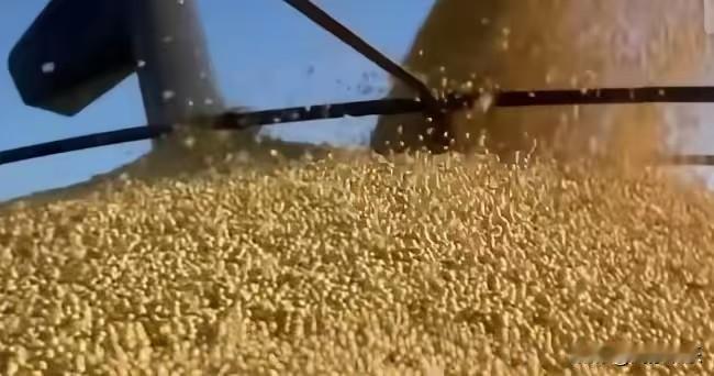 太搞笑了！美国大豆终于找到了盼望已久的买家，中国禁止买入美国的大豆之后，他们把大