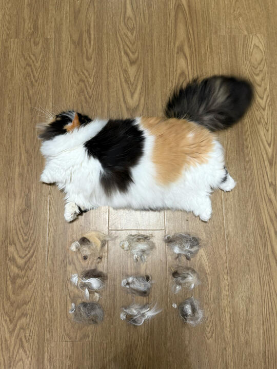 生了生了，一胎九宝，母子平安