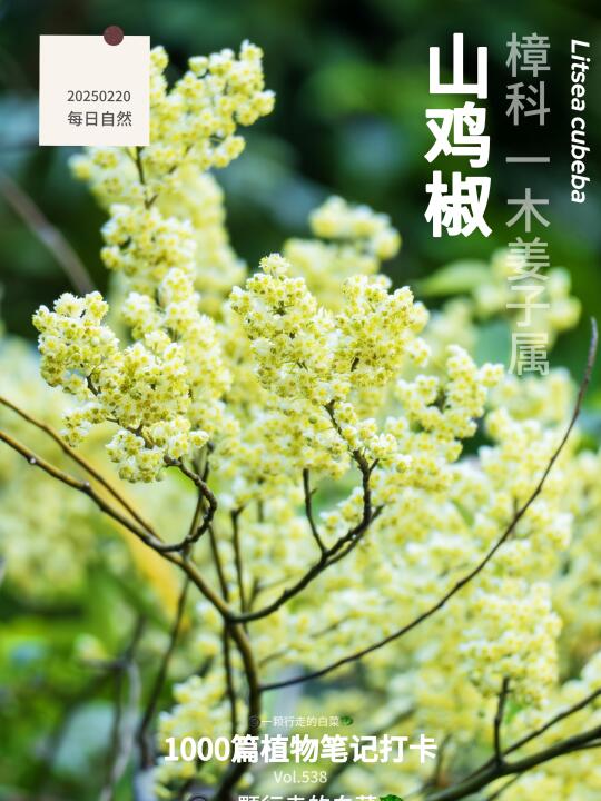河姆渡人偏爱的香料！山林里的山鸡椒有多绝
