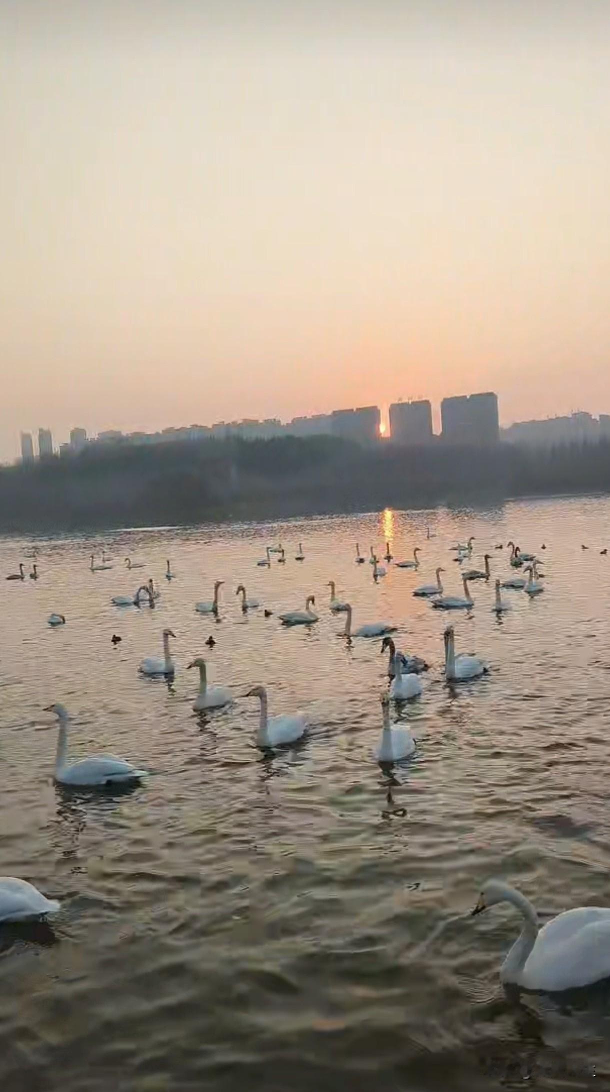 三门峡天鹅湖国家湿地公园，中原大地的一颗璀璨旅游明珠。每年冬季西伯利亚几万只天鹅