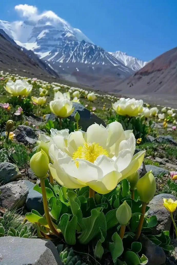 “ 天山雪莲，见着好运 ​​​