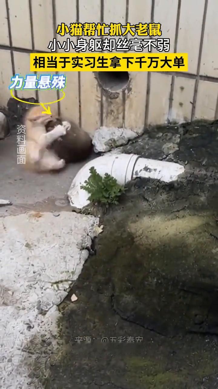 小猫帮忙抓大老鼠，小小身躯却丝毫不弱，相当于实习生拿下千万大单。
来源：五彩秦安