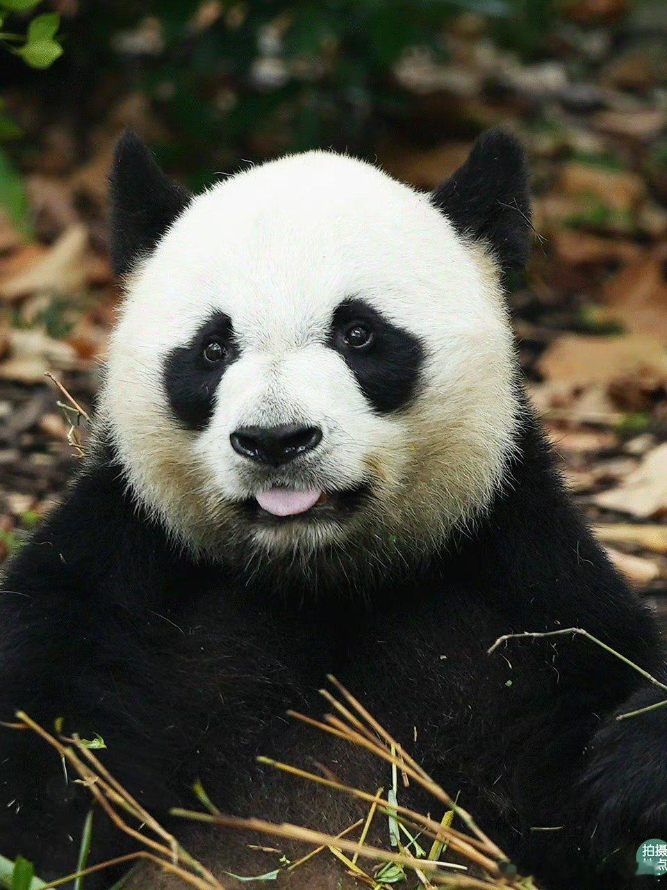 熊猫守护者 圆滚滚的黑白团子永远是自带治愈魔力，慢悠悠啃着鲜嫩竹笋，慵懒蜷在树荫