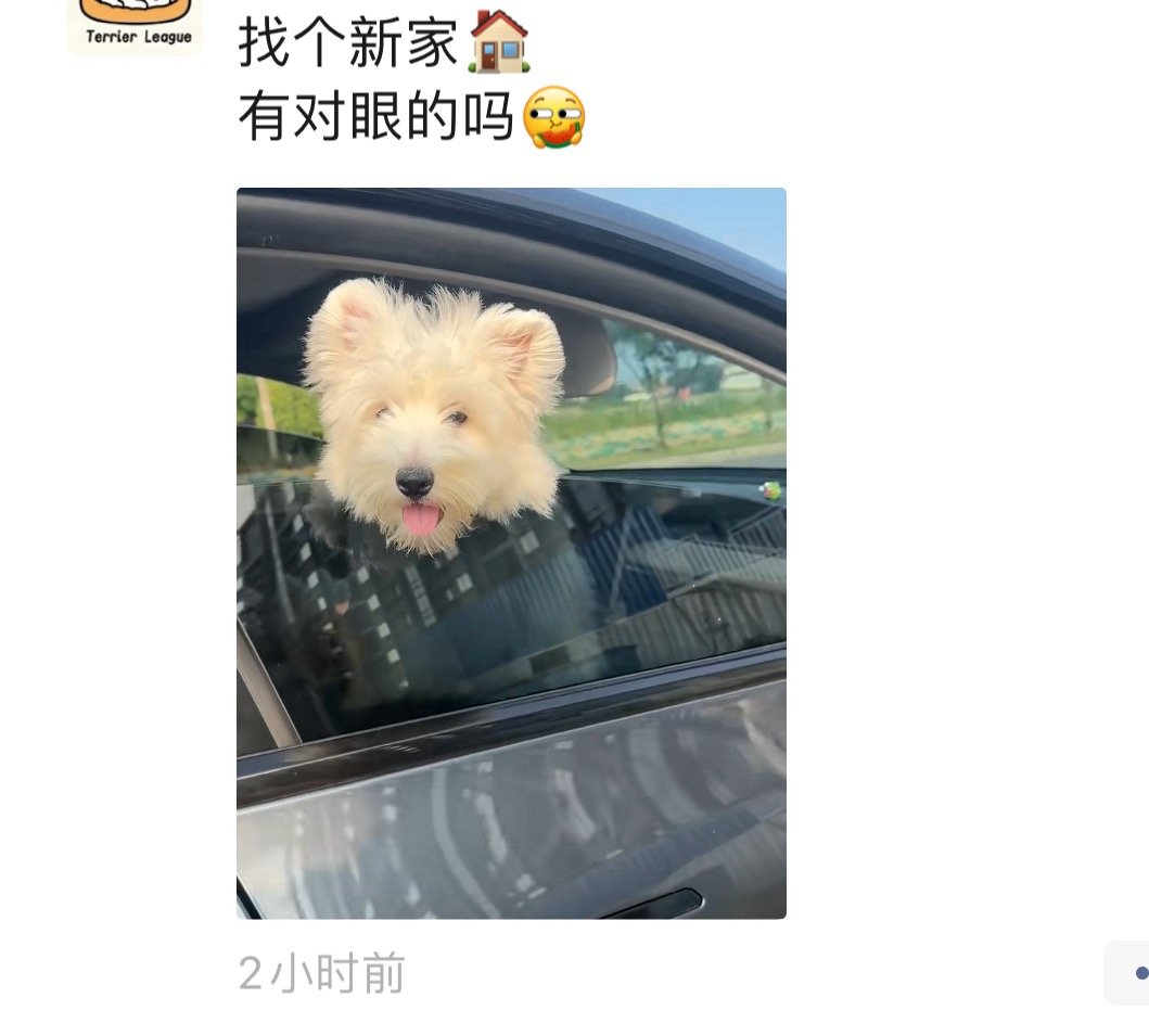 谁养过西高地。我好想 