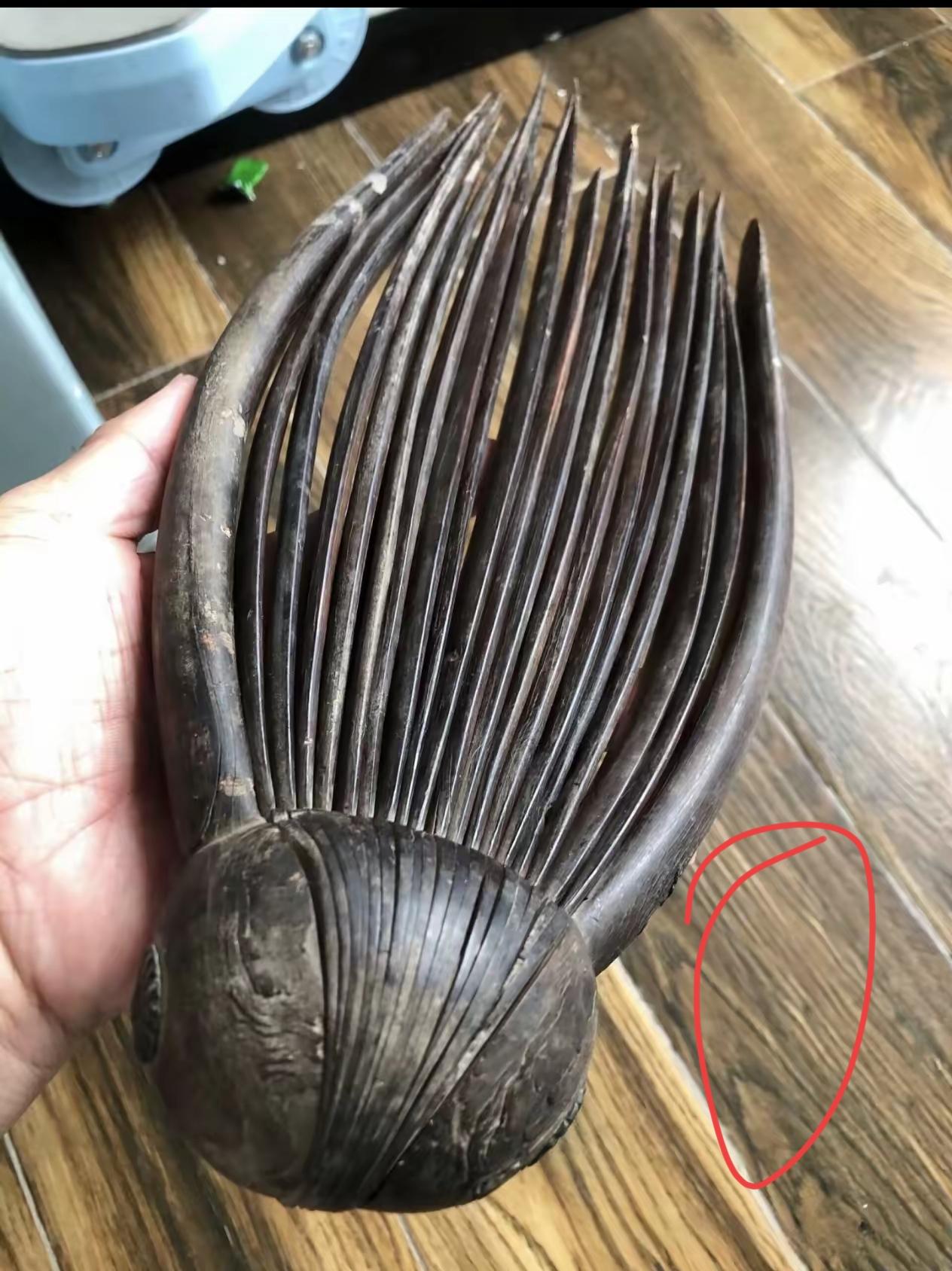 这个像扇子一样的东西是什么？问一下全网的朋友，这是什么，干什么用的呢？有知道的吗