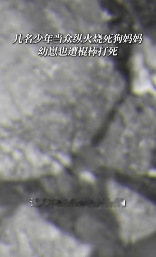 6月30日报道，广东，4名男孩盯上一只流浪狗，他们先用棍棒抽打母狗，随后再往狗身