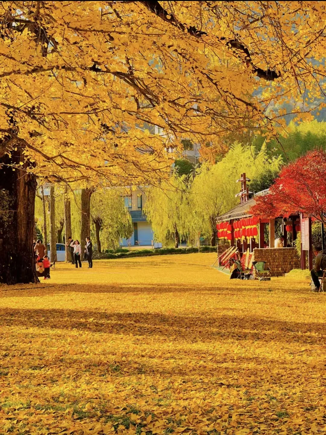 12🈷️的杭州🍂共赴一场银杏雨吧...