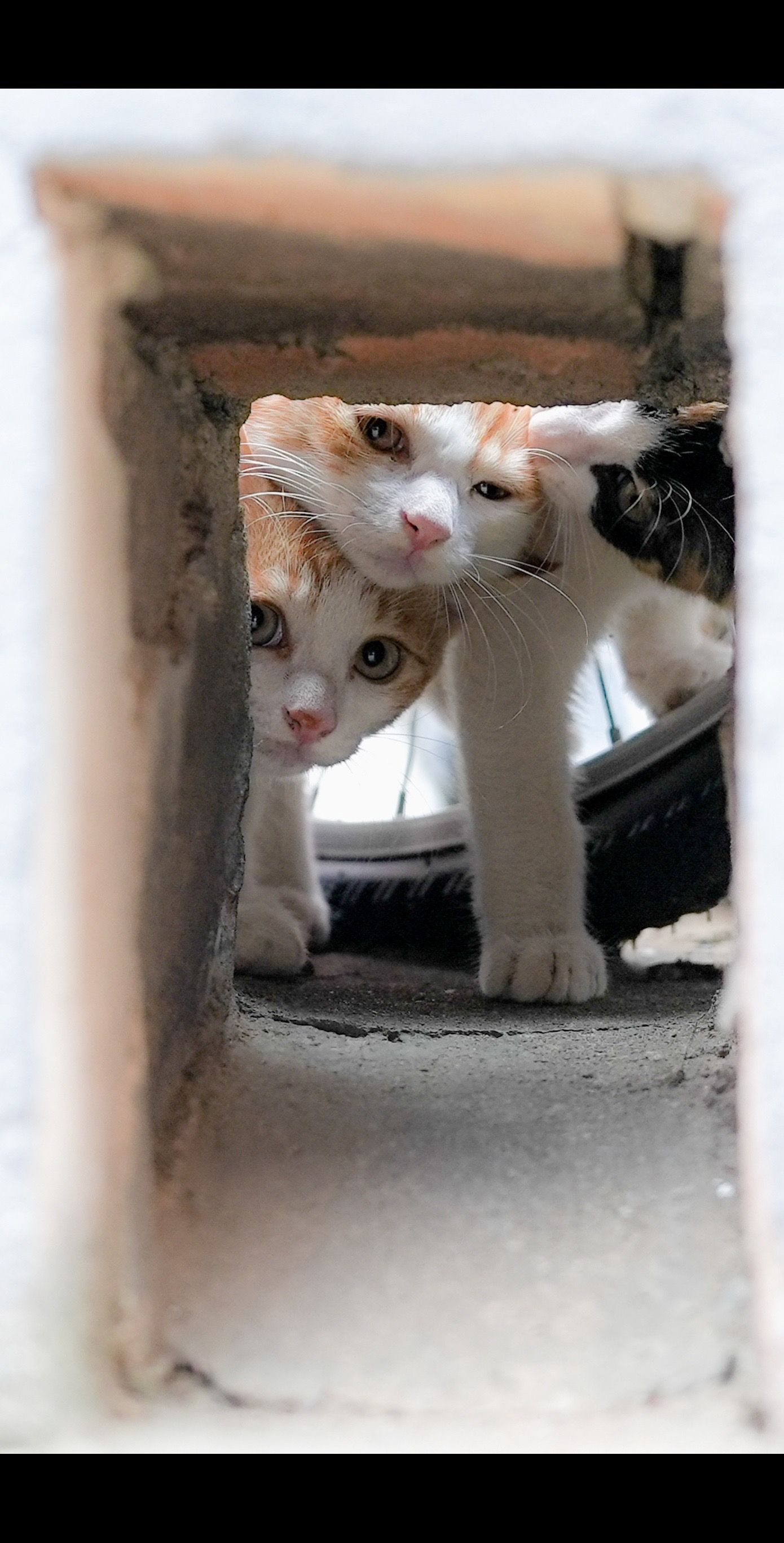 猫：人，你好～ ​​​