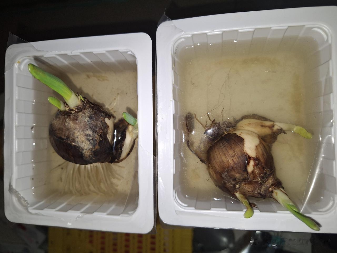 阳间和阴间差别还是蛮大的。
​买了两个水仙球，一个放朝阳的房间（简称“阳间”），