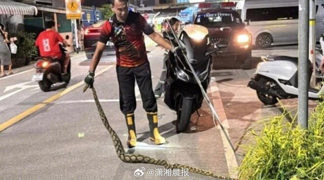 【泰国#3米巨蟒生吞猫咪后爬不动死亡#】近日，泰国芭堤雅，一条长3米的巨大蟒蛇被