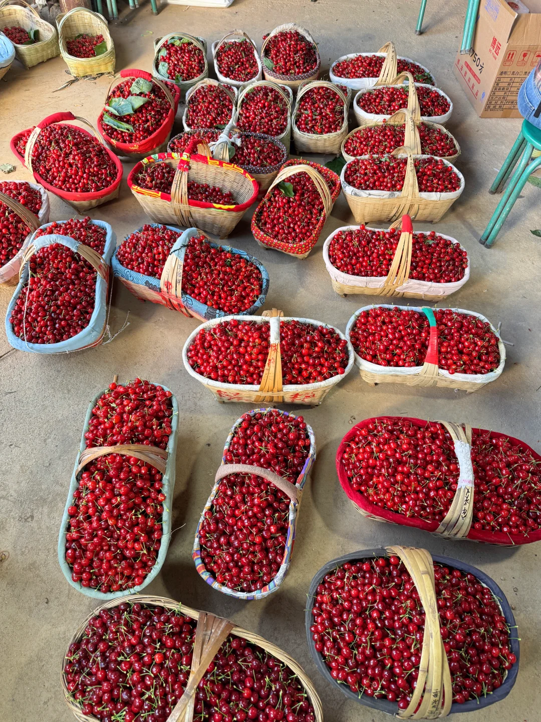 一个村的小樱桃全在这里了，太难摘了。