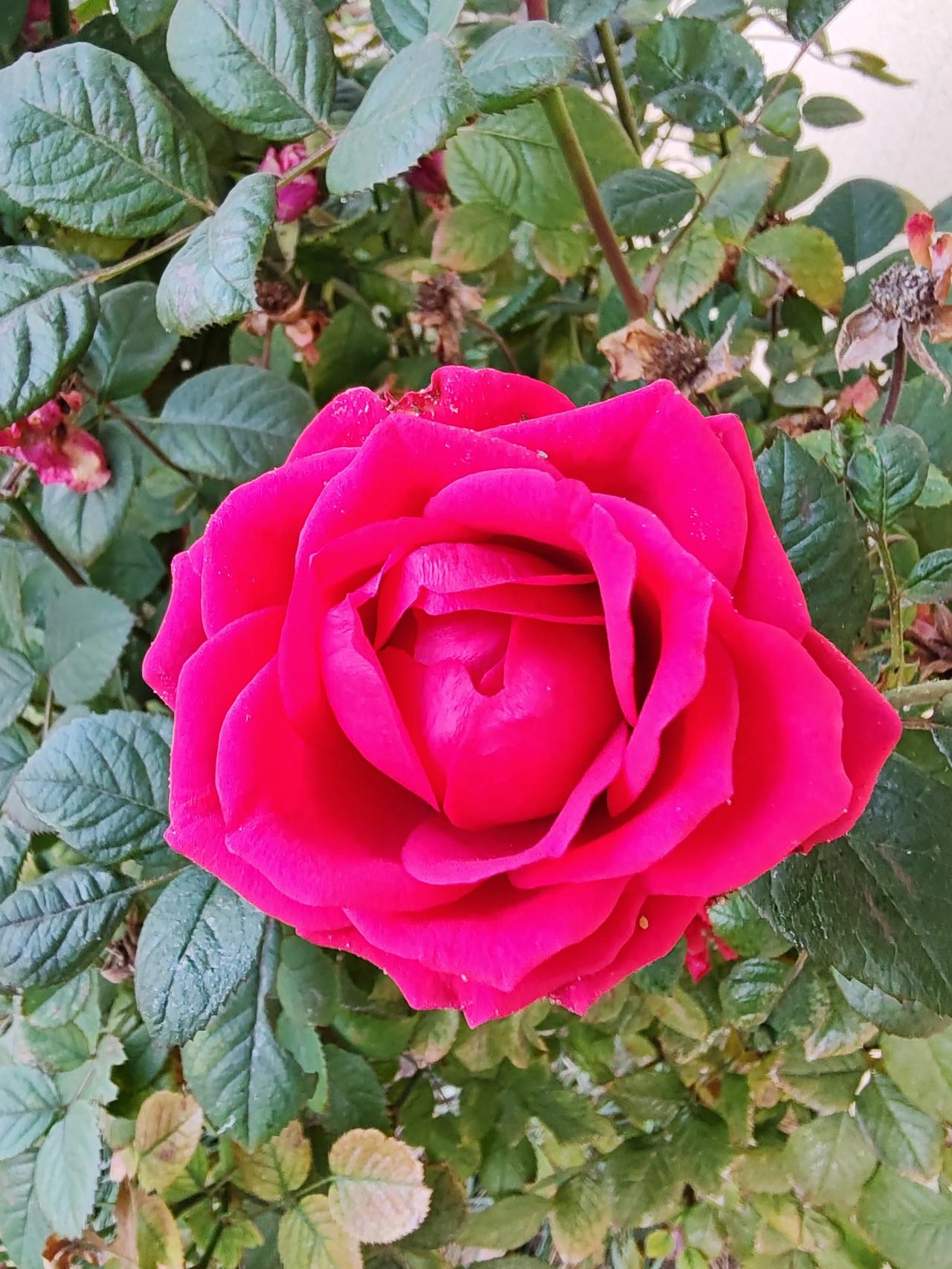 晒出你拍的月季花美在冬季。