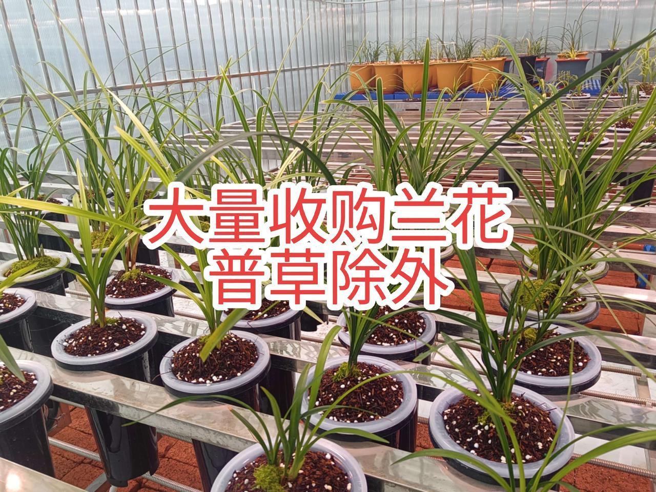 我要上热门抖音小助手