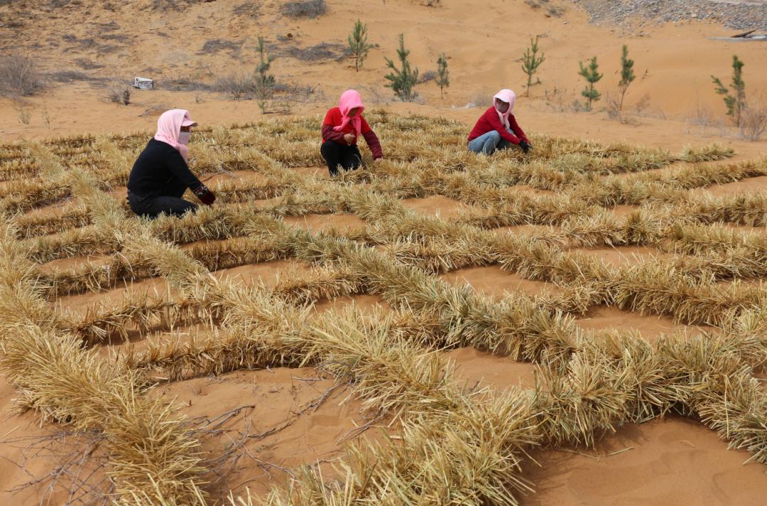 腾格里沙漠腹地，绵延数十公里的“蓝色鳞片”在黄沙中铺开，闪耀夺目。这不是科幻场景