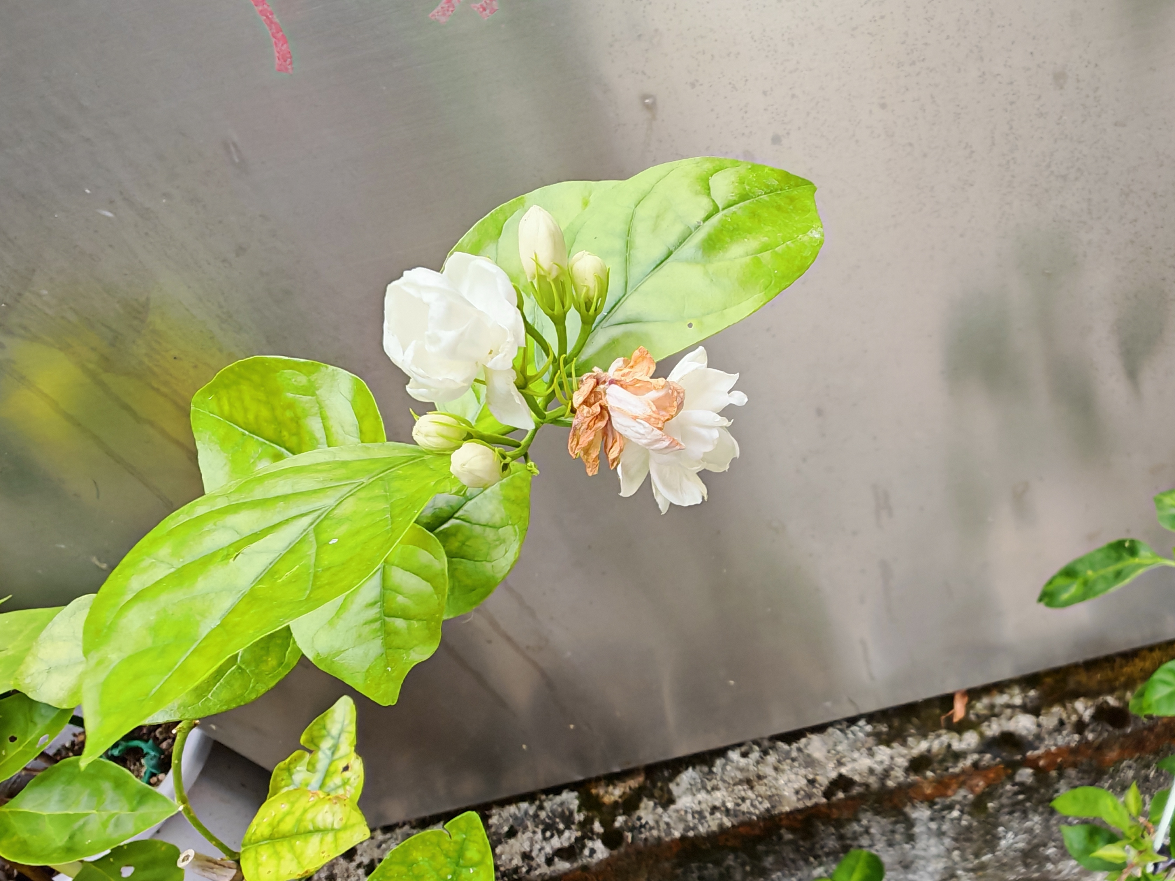 长在电箱旁的茉莉花开了，清香芬芳