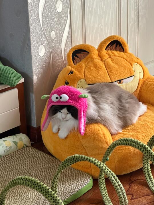 她怎么好像和其他小猫不一样❓