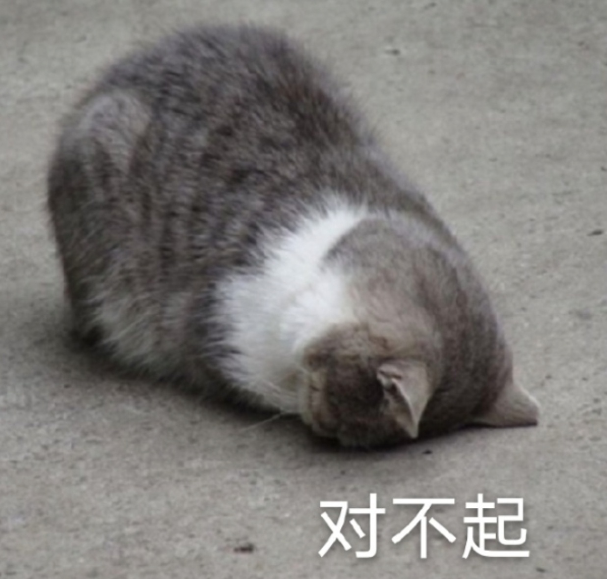 买了下雨天布鲁克斯大樱桃的盆友！！坏果我们一定包售后的！记得kt后台滴滴我发图立