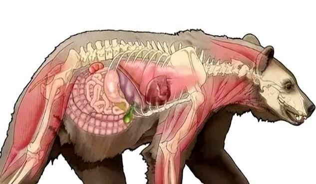 1985年，毒贩桑顿的飞机出事了，1500万美元的可卡因掉进了森林，然后，一只黑