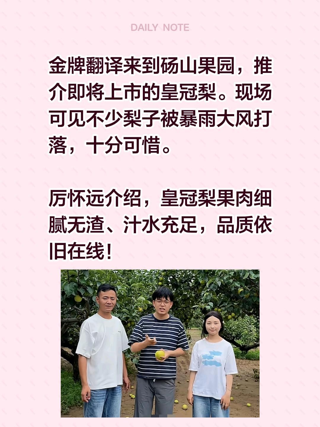 金牌翻译来到砀山果园，推介即将上市的皇冠梨。现场可见不少梨子被暴雨大风打落，十分