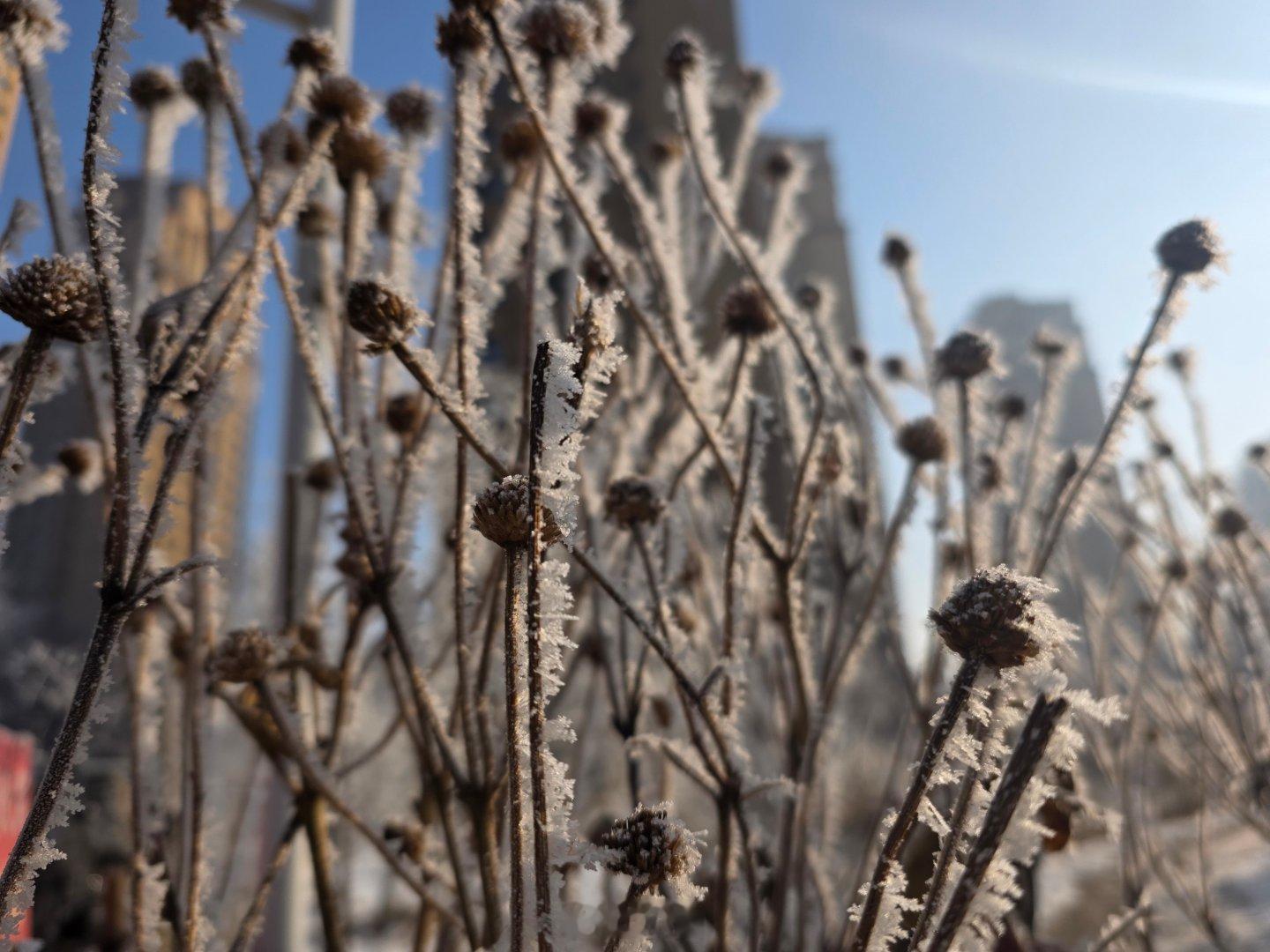 小菌生活日记 小区里的雾凇景色还是蛮好看的 沈阳·沈阳南站