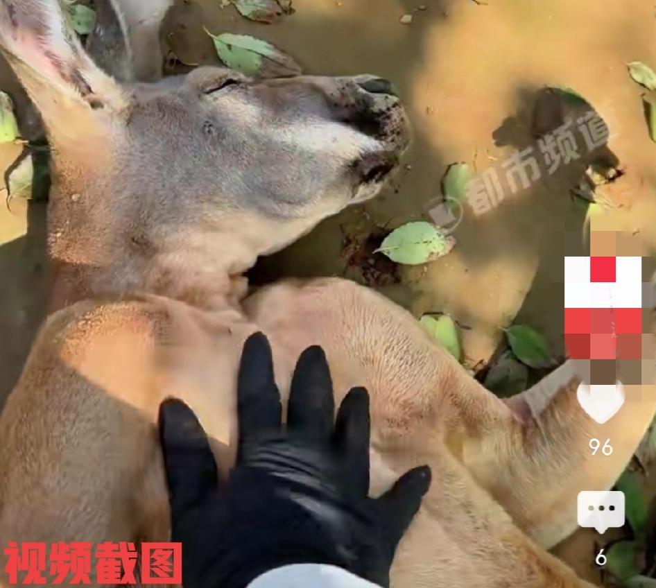 山东有动物园袋鼠正在午休。

看到它此刻也是睡得真香，还很舒坦，似乎它在做着美梦