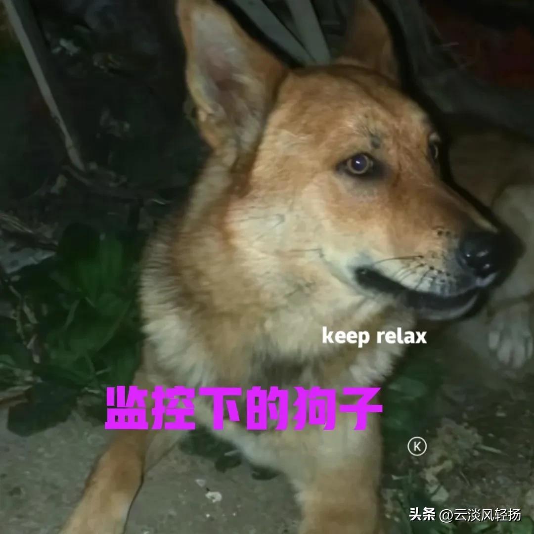 养过田园犬的人应该都知道，狗子白天的时候很喜欢睡觉，感觉它们就像无精打采似的。可