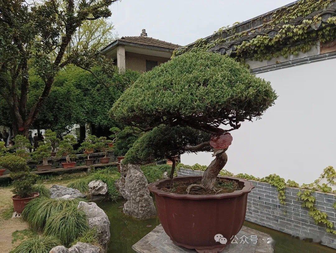 江苏冬天的第一张照片  【最古老的盆景】除了宝贵的精神财富，胡瑗还为后世留下一精