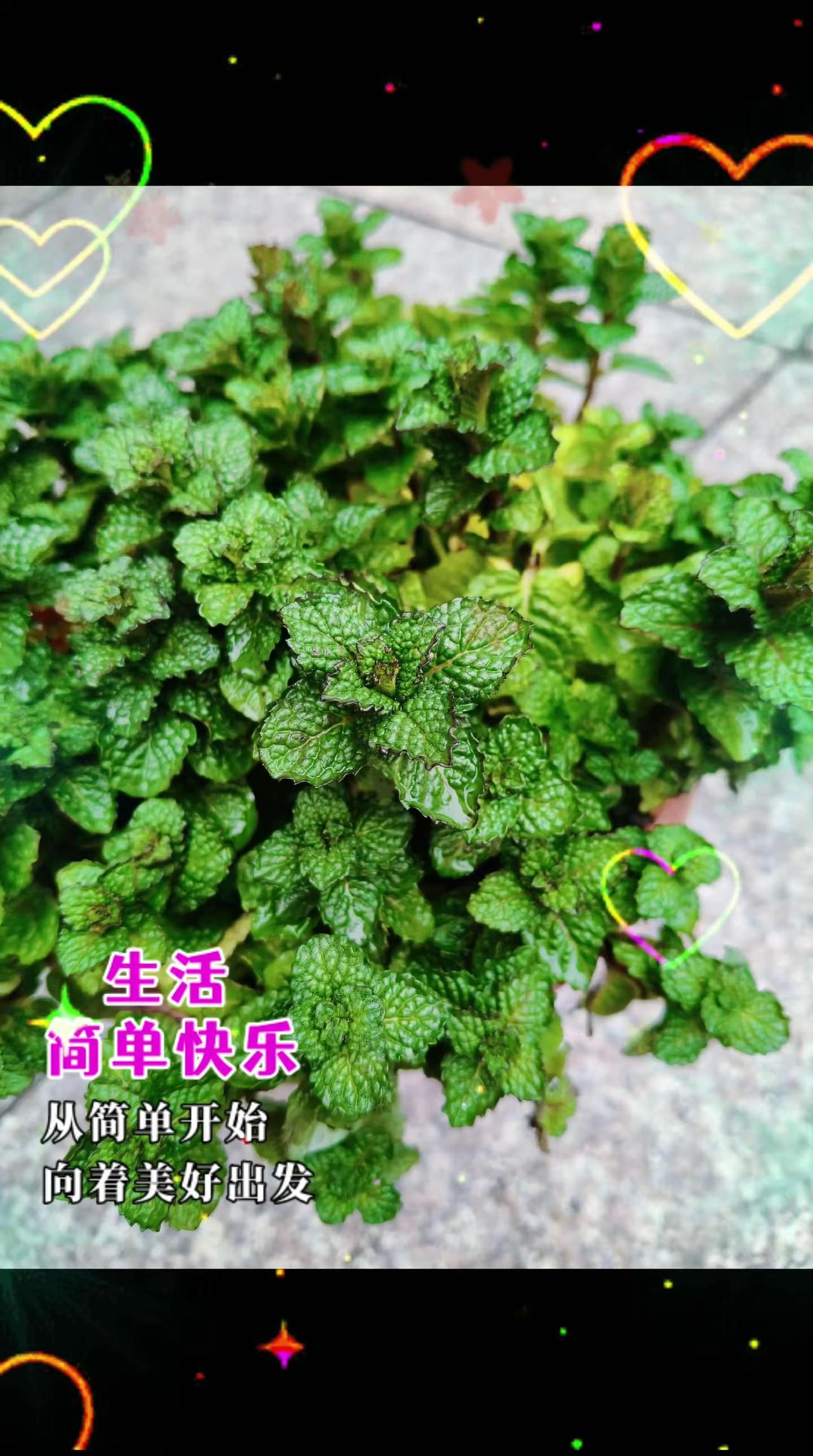 记录我的种植生活 你们家乡有这种植物吗 植物科普 自家种植 晒晒你拍的花