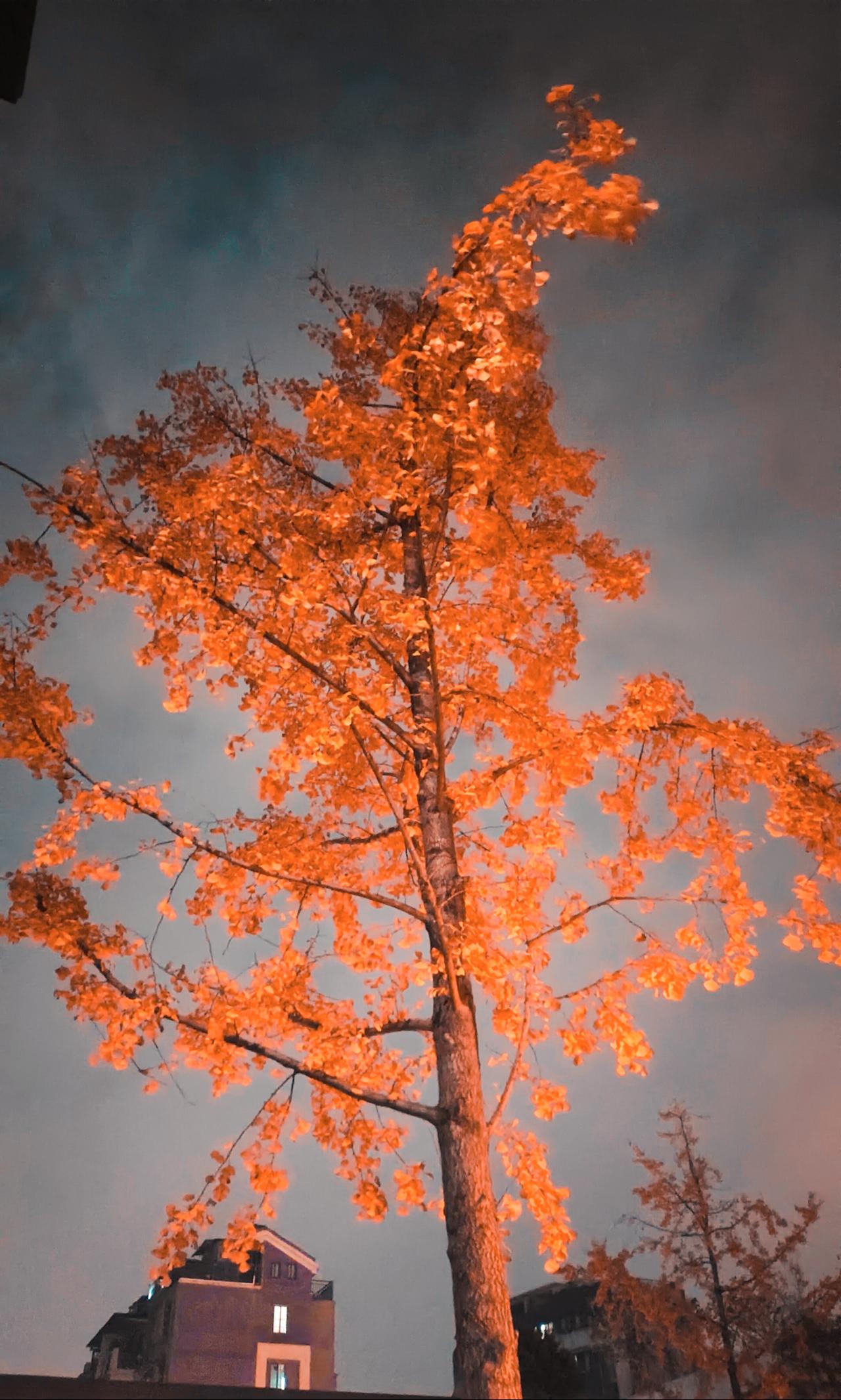 冬日生活打卡季 秋意渐浓，橙黄的树叶在夜色中熠熠生辉。