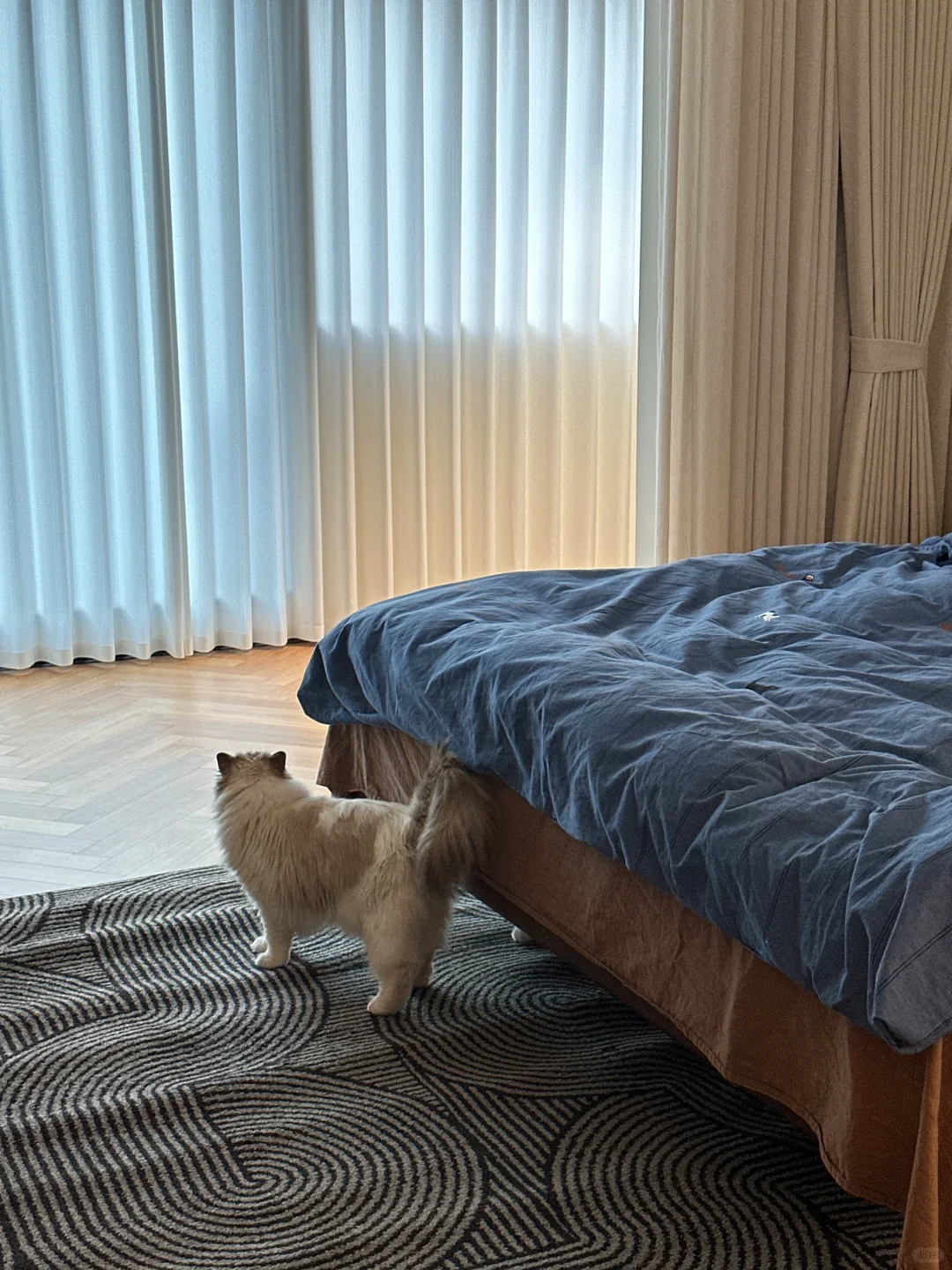 诶？？小猫不能扣地毯(猴哥语音