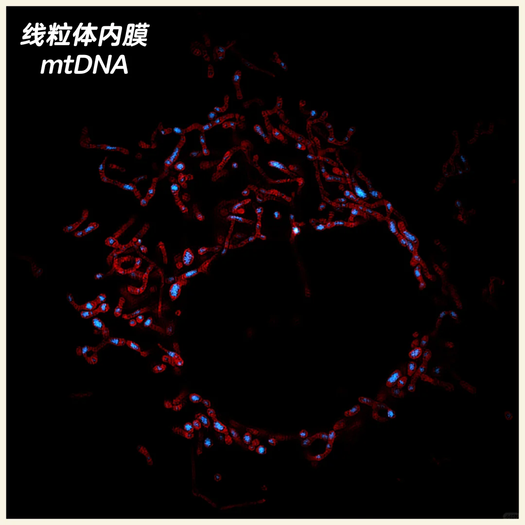 线粒体和线粒体DNA，拍到啦！导师终于满意