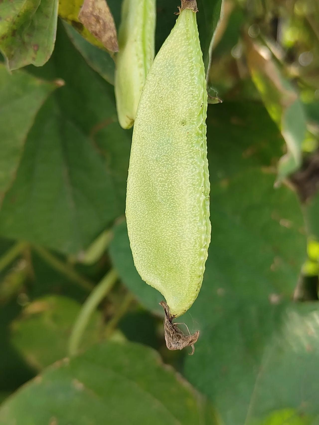 #秋日生活记录#这个蜗眉豆（谐音）现在的小孩认识的少了，超市里卖的类似的好像叫荷