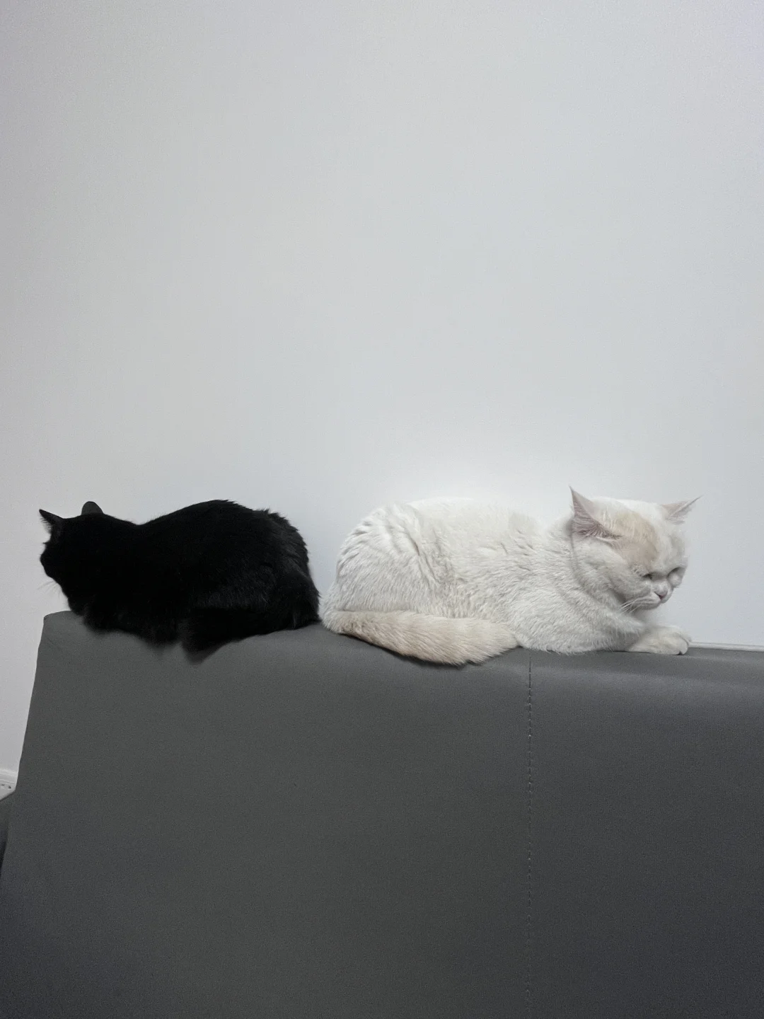 侧方位停猫