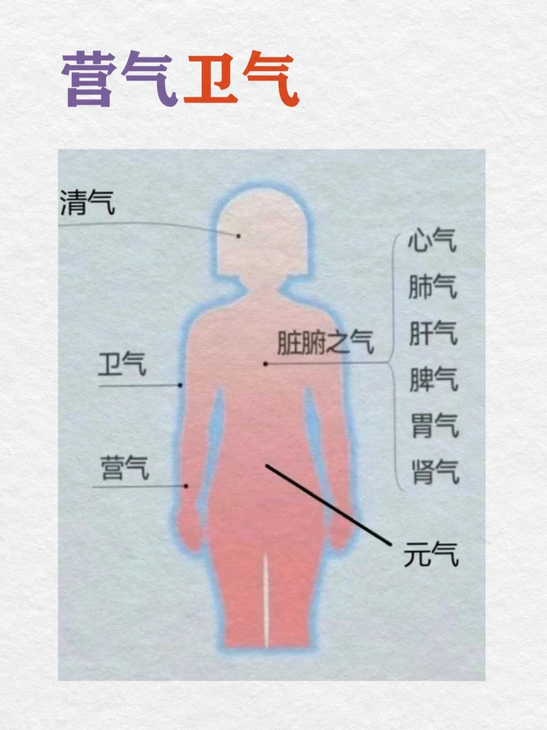 0基础学古中医14天｜气血营卫