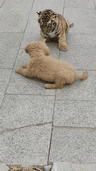【小狗和小虎🐯】初生狗崽不怕虎🐯[捂脸]～～～