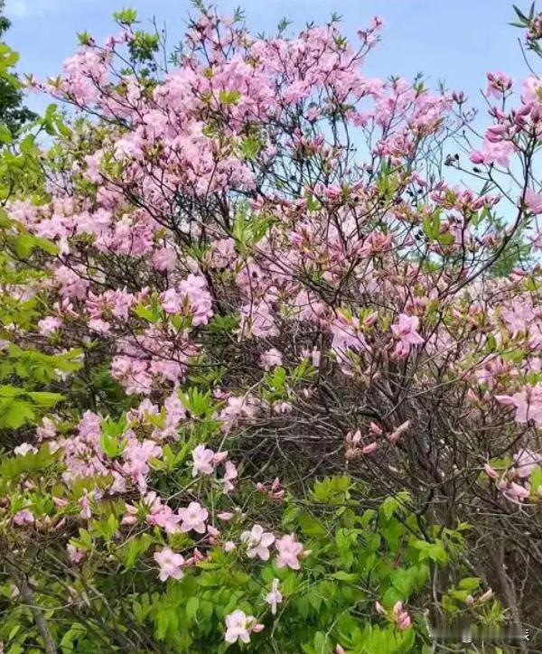 营口免费观杜鹃花海
营口黄丫口的杜鹃花开了！

大家开车导航“黄丫口”即可。
