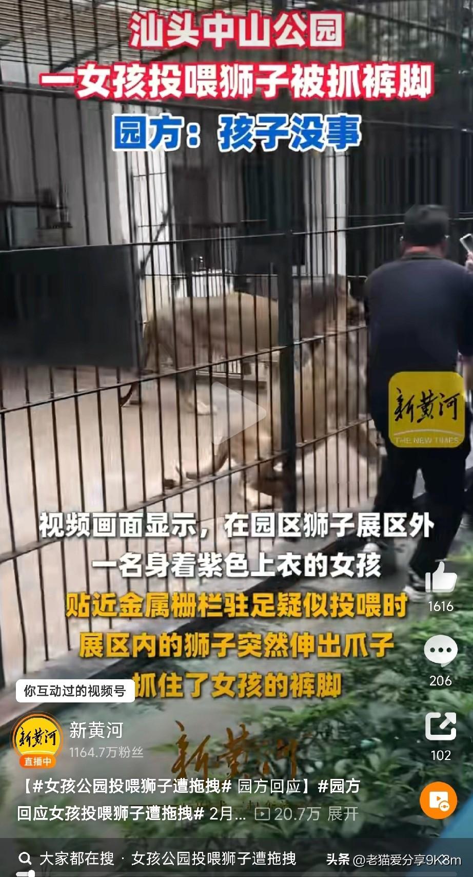 女孩公园投喂狮子遭拖拽

今天刷到一段视频，看得我冷汗直冒——广东汕头中山公园动