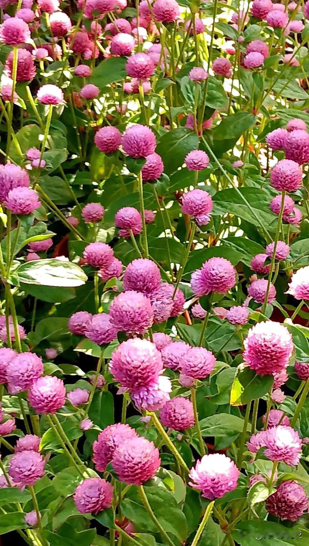 桃紅花色很討喜，用它來祝福社團好友新年快樂，2025圓圓滿滿事事如意～